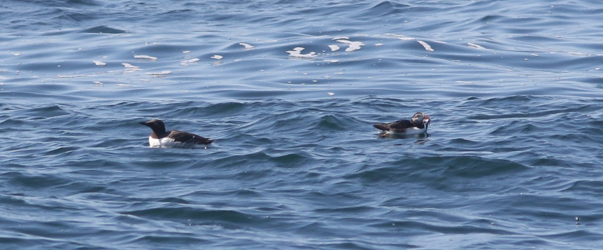 Common Murre - ML469893991