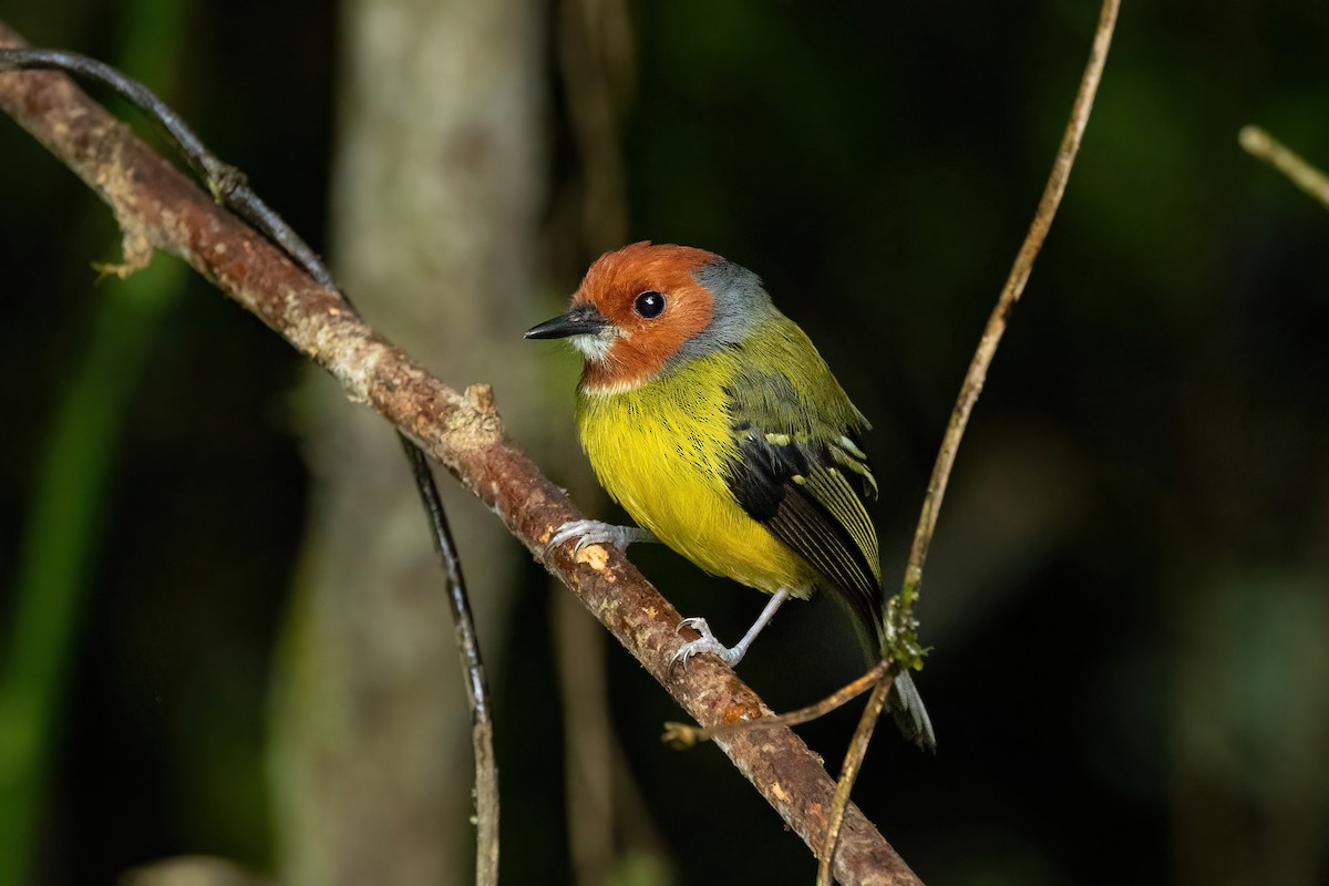 Johnson's Tody-Flycatcher - ML469894031