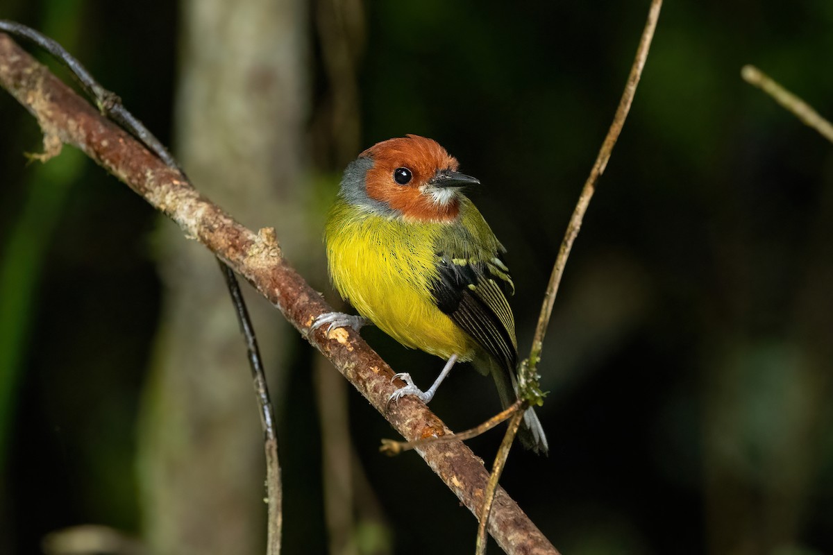 Johnson's Tody-Flycatcher - ML469894041