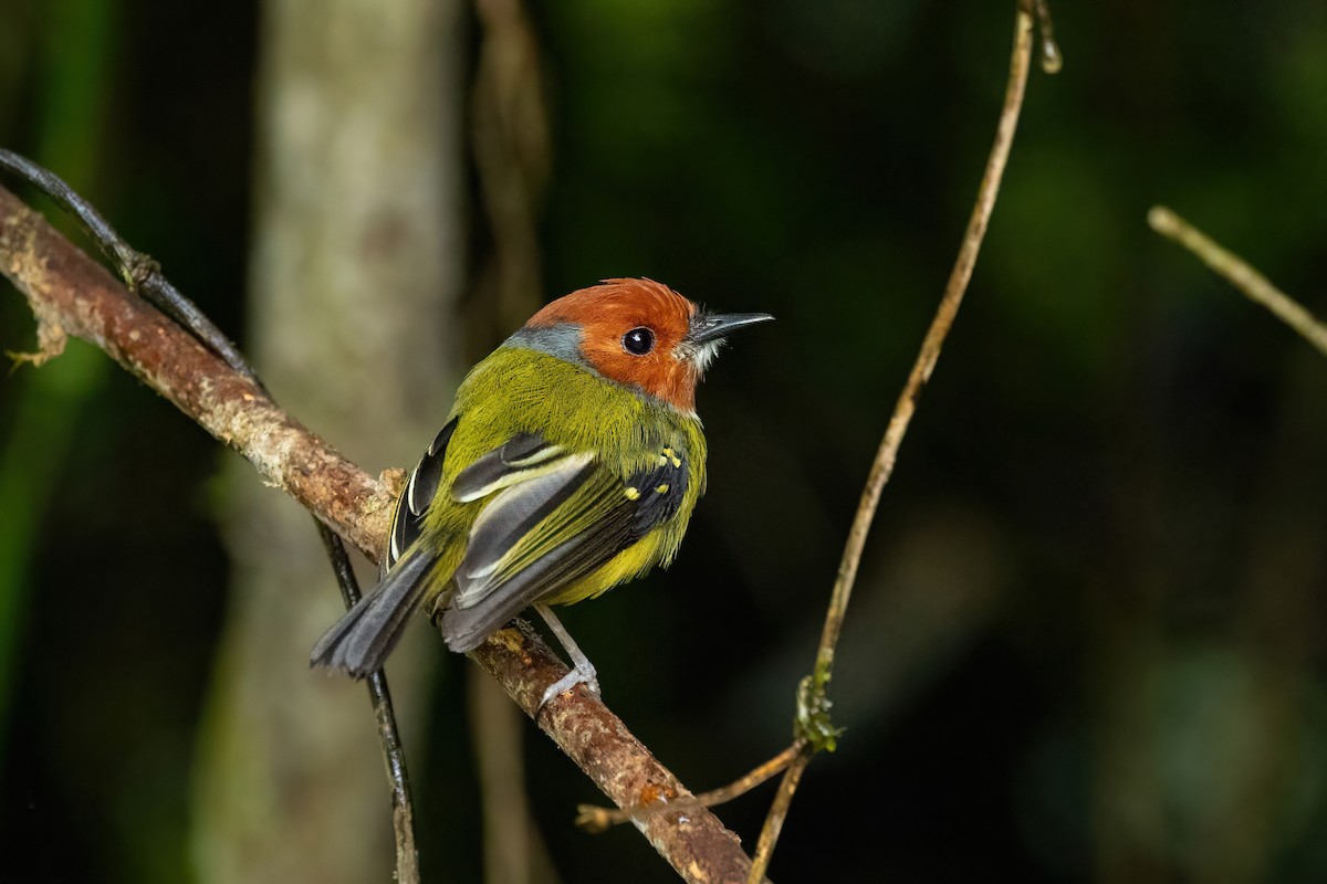 Johnson's Tody-Flycatcher - ML469894051