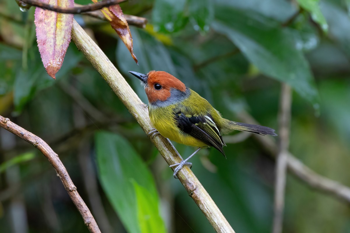 Johnson's Tody-Flycatcher - ML469894061