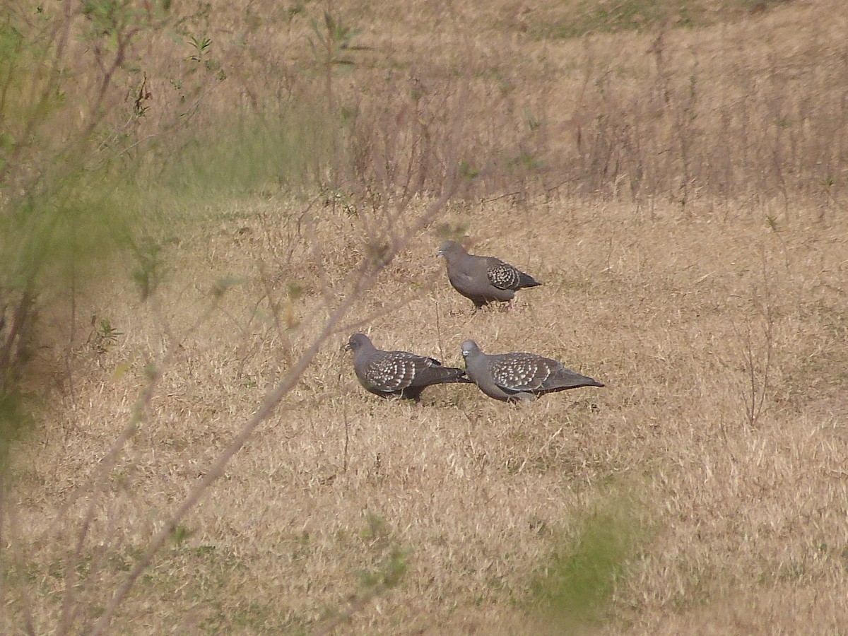 Spot-winged Pigeon - Jose Navarro