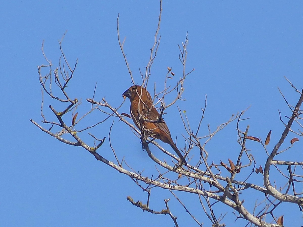 Ultramarine Grosbeak - Jose Navarro