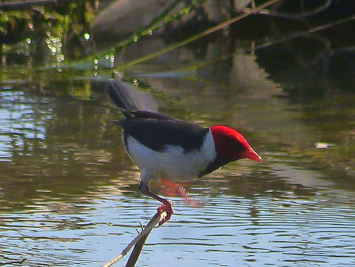 Yellow-billed Cardinal - Jose Navarro