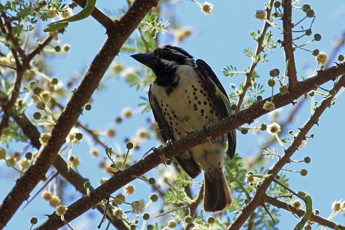 Spot-flanked Barbet - ML46989451