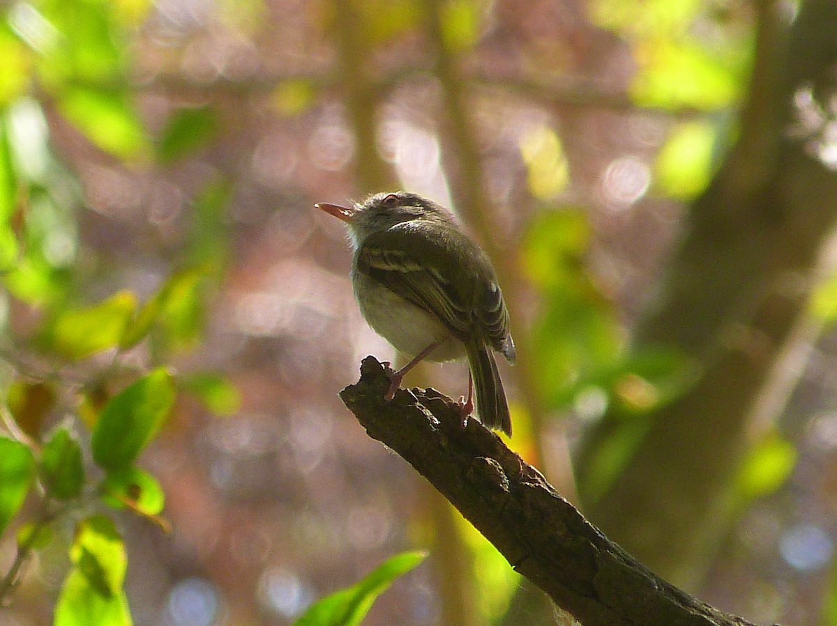 Pearly-vented Tody-Tyrant - Jose Navarro