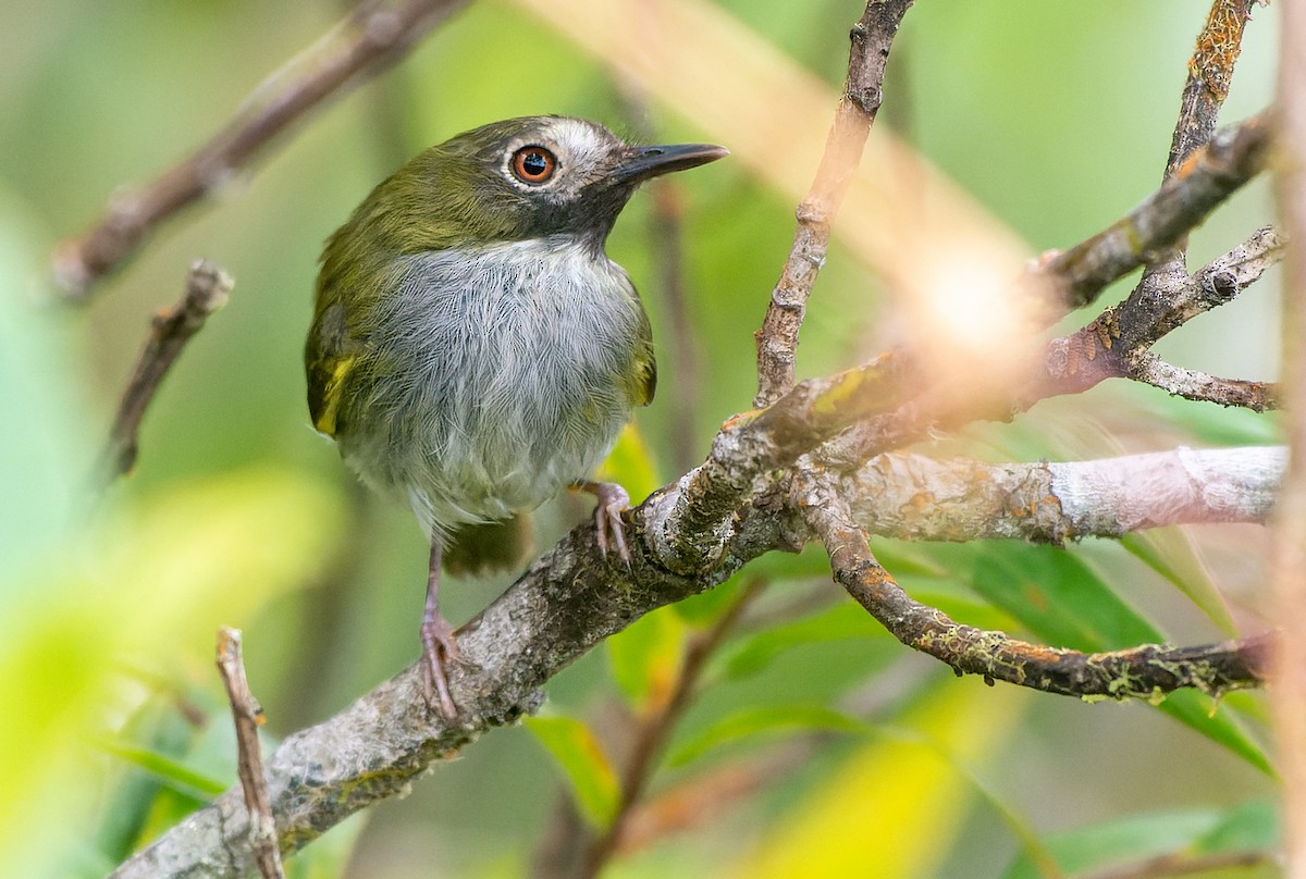 Black-throated Tody-Tyrant - Jorge Gabriel Campos