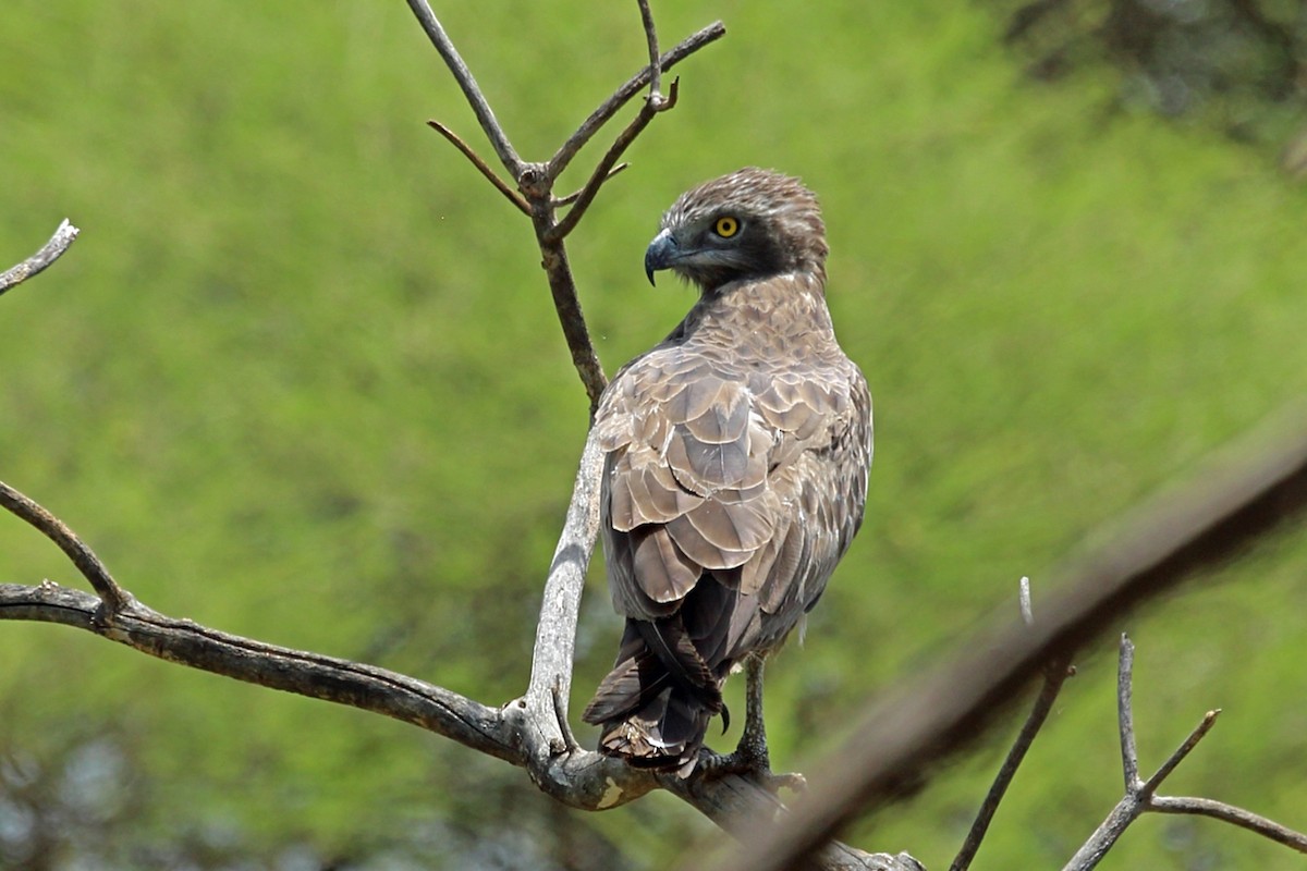 Black-chested Snake-Eagle - ML46989511