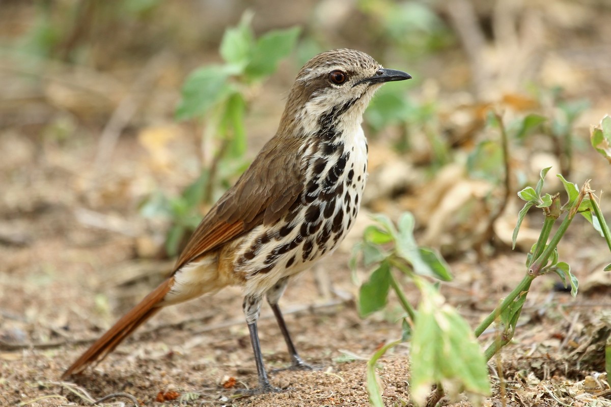 Spotted Morning-Thrush - Nigel Voaden