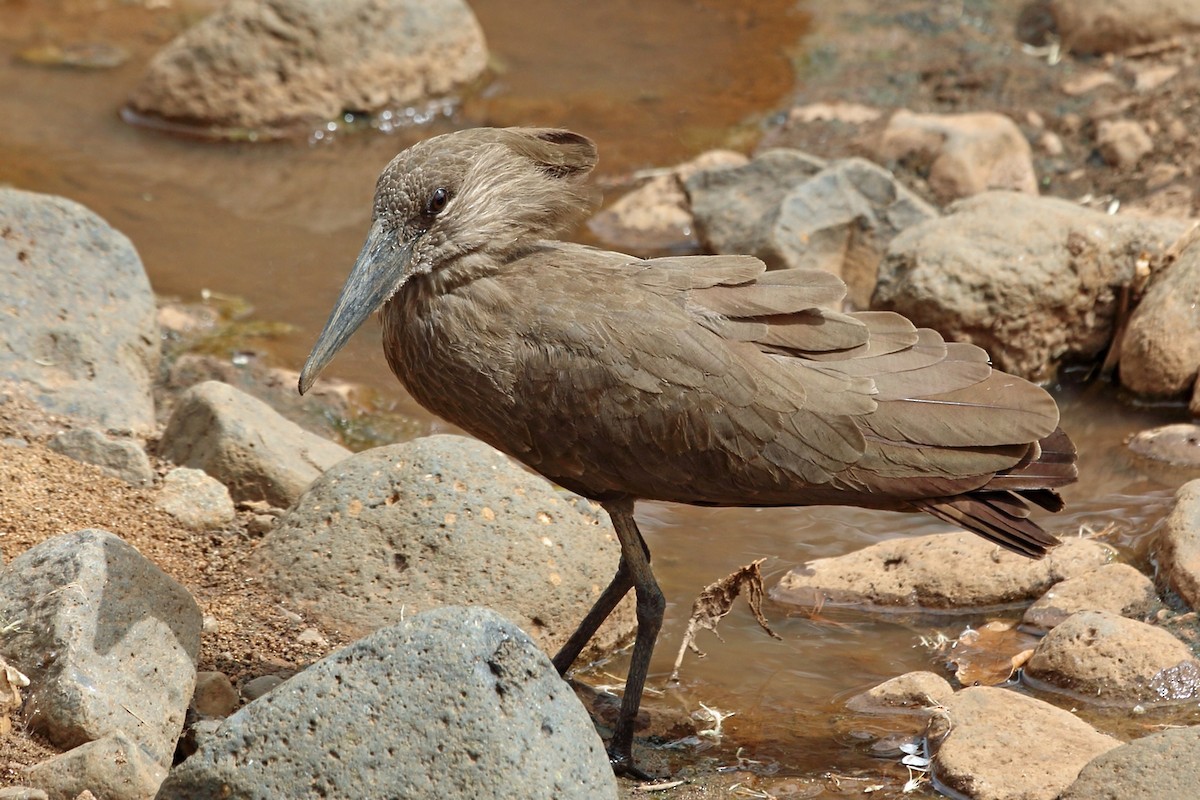 Hamerkop - ML46989671