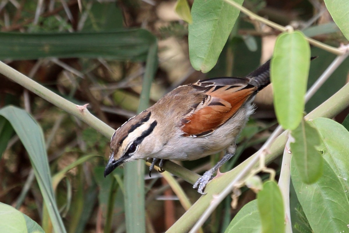 Brown-crowned Tchagra - ML46989681