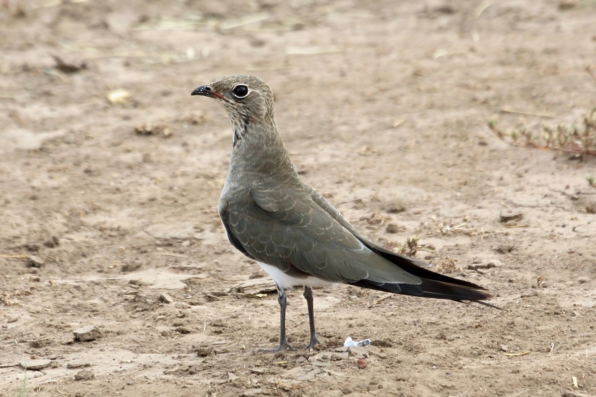 Collared Pratincole - ML46989711