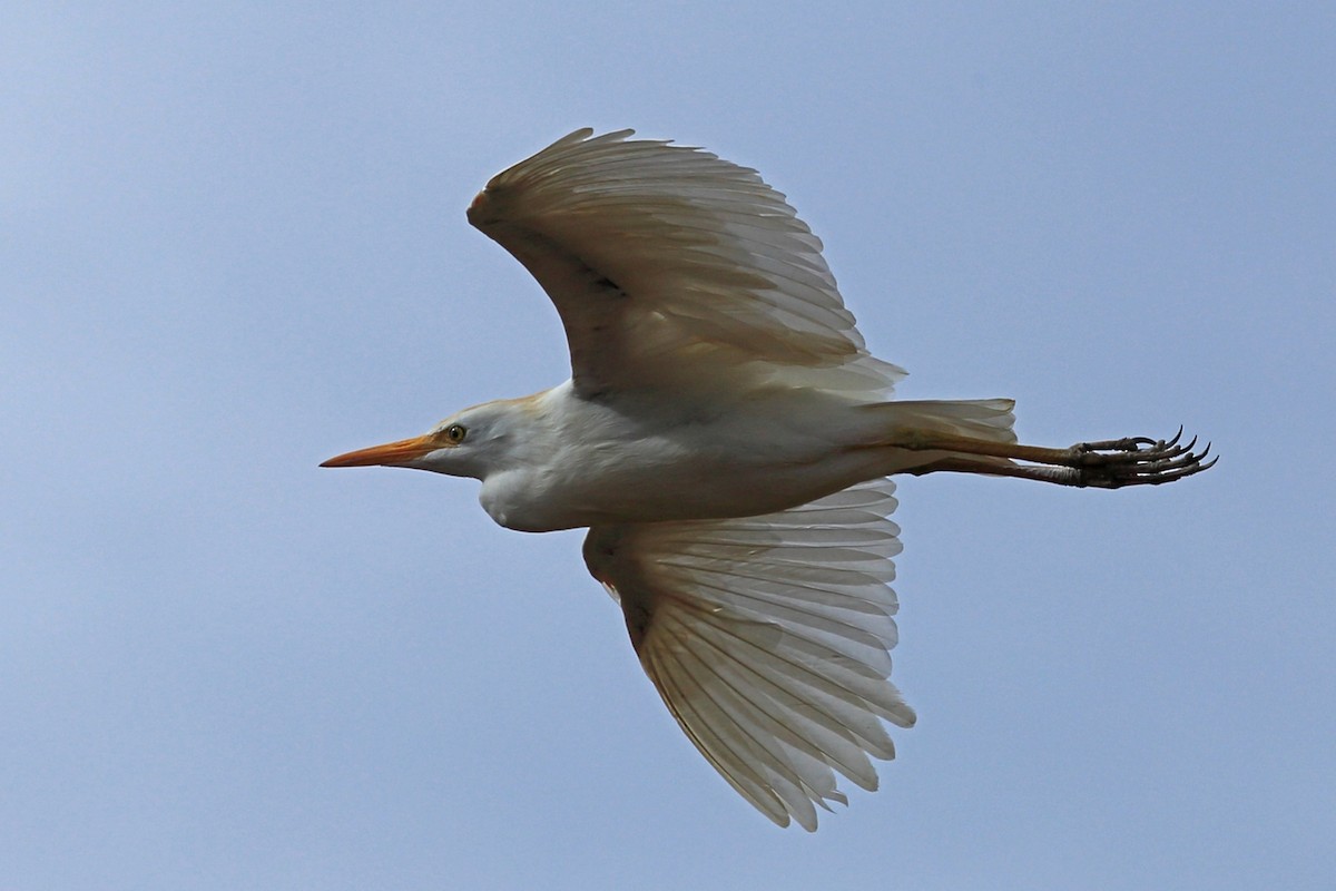 Western Cattle Egret - ML46989731