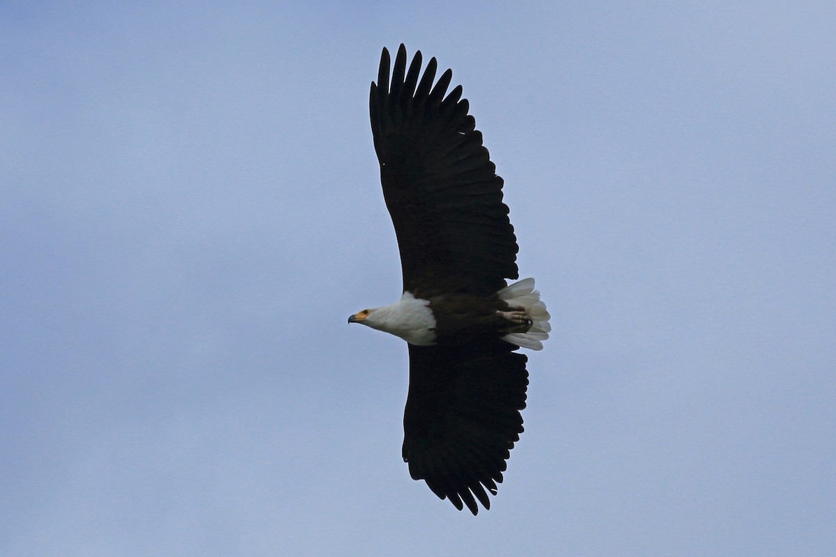 African Fish-Eagle - Nigel Voaden