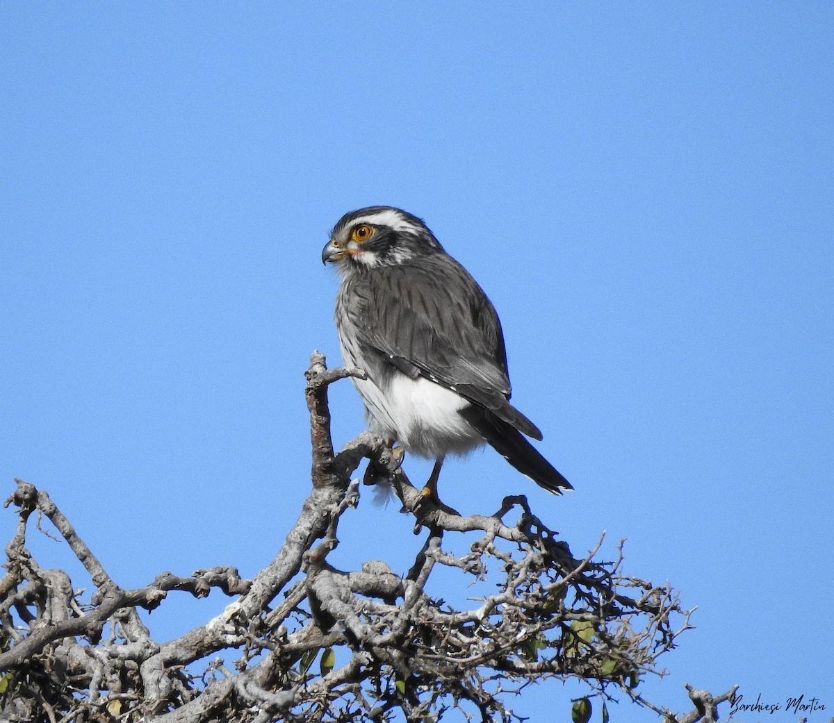 Spot-winged Falconet - ML469897851