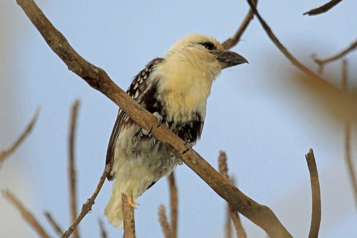 hvithodeskjeggfugl (leucocephalus gr.) - ML46989791