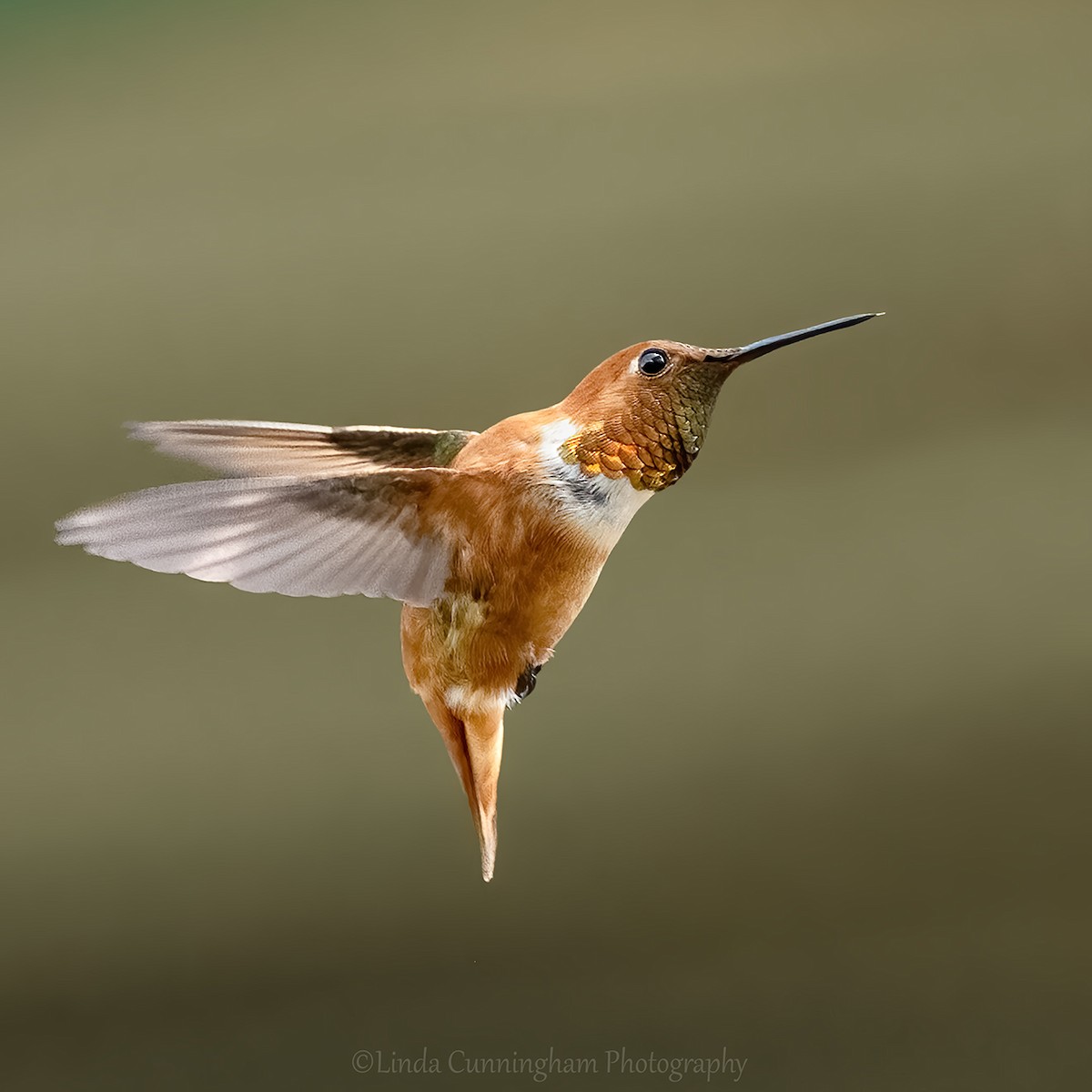 Rufous Hummingbird - Linda Cunningham