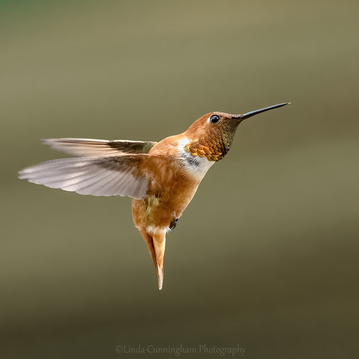 Rufous Hummingbird - ML469898061