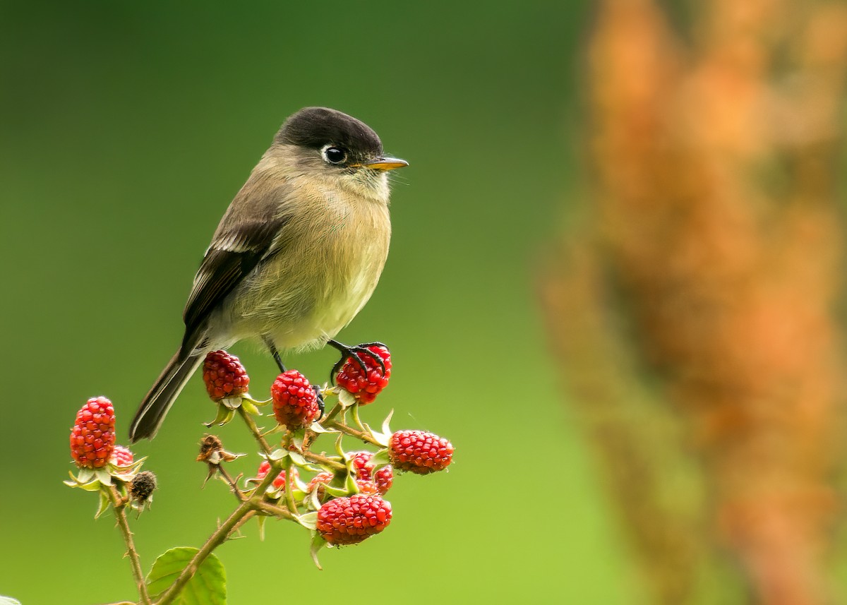 Black-capped Flycatcher - ML469898801