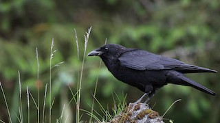  - American Crow