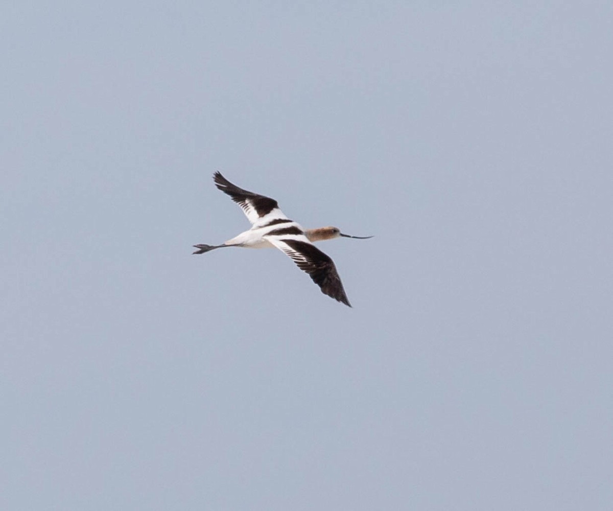 American Avocet - ML469901281