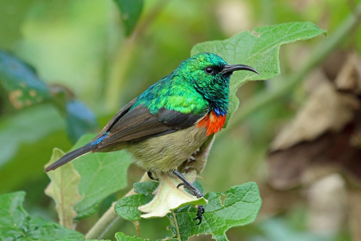Eastern Double-collared Sunbird - Nigel Voaden