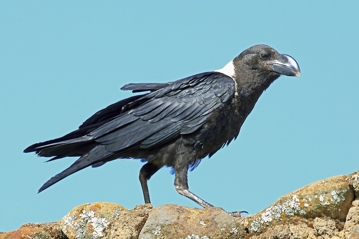 White-necked Raven - Nigel Voaden
