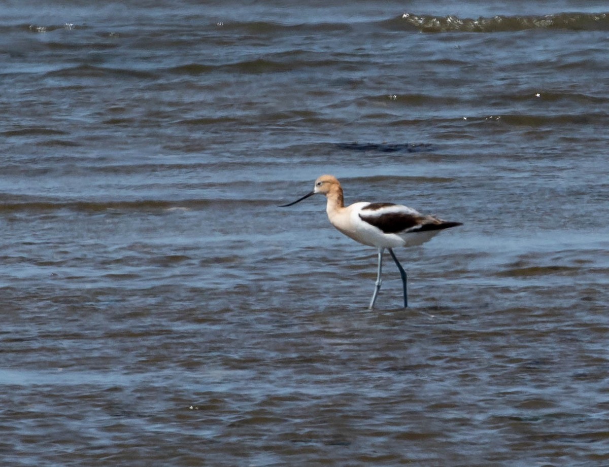 American Avocet - ML469902591