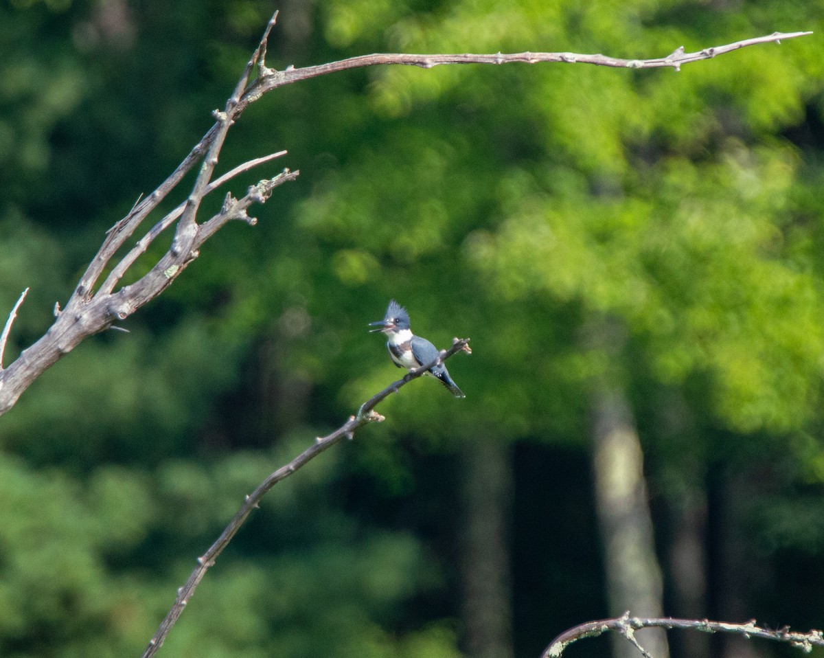 Belted Kingfisher - ML469902831