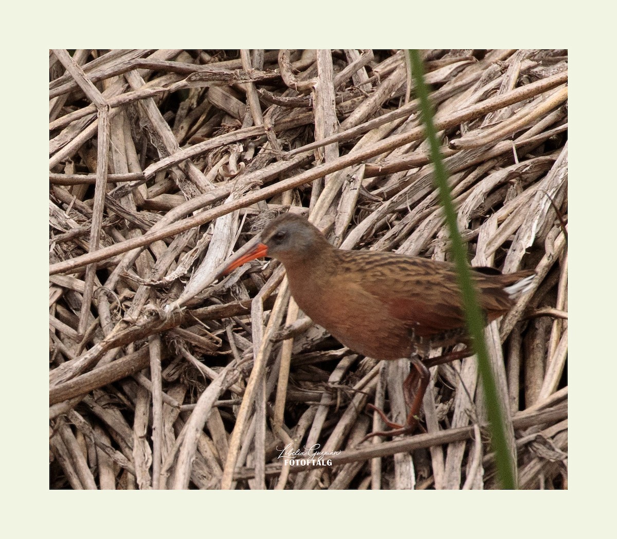 Rascón de Virginia (aequatorialis) - ML469902971