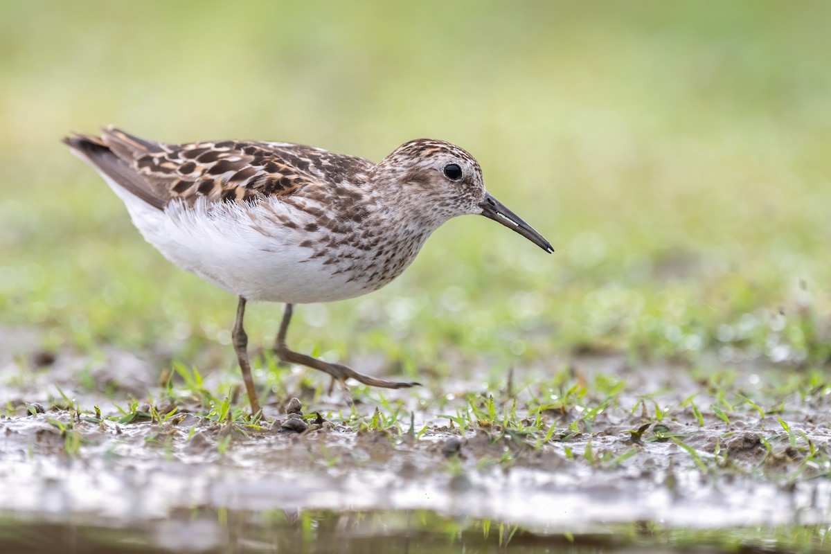 Least Sandpiper - ML469903311