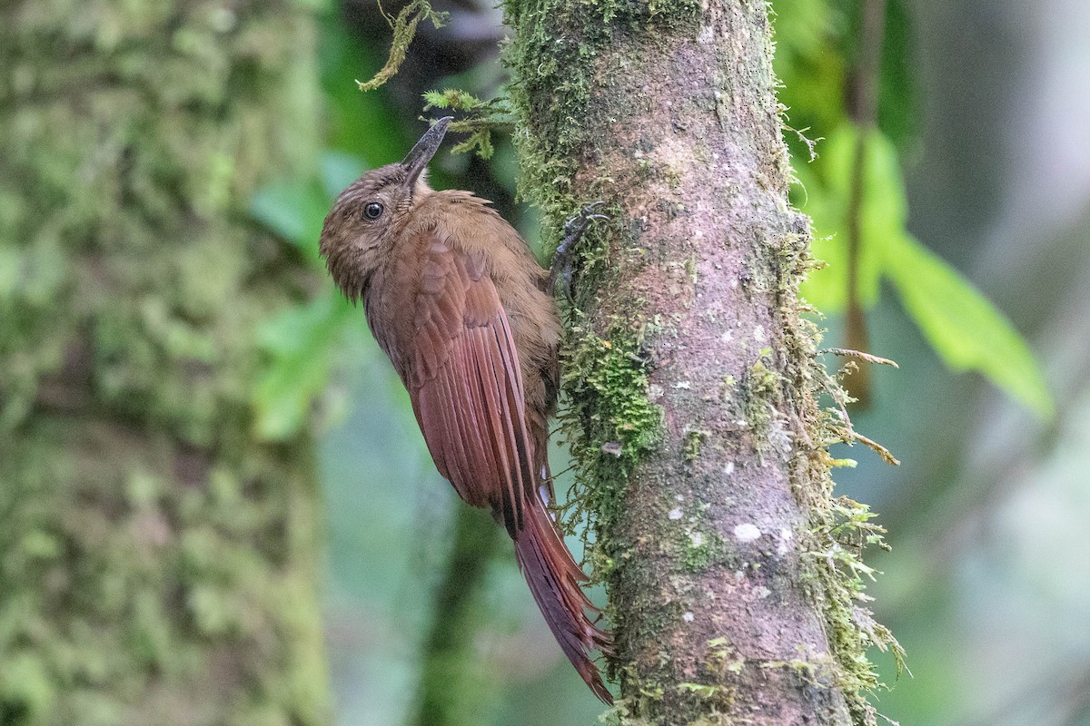 Tyrannine Woodcreeper - Neil Hayward