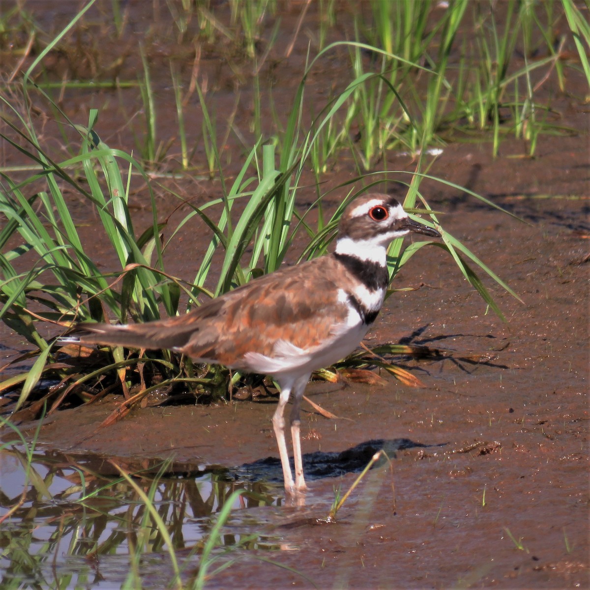 Killdeer - ML469903551