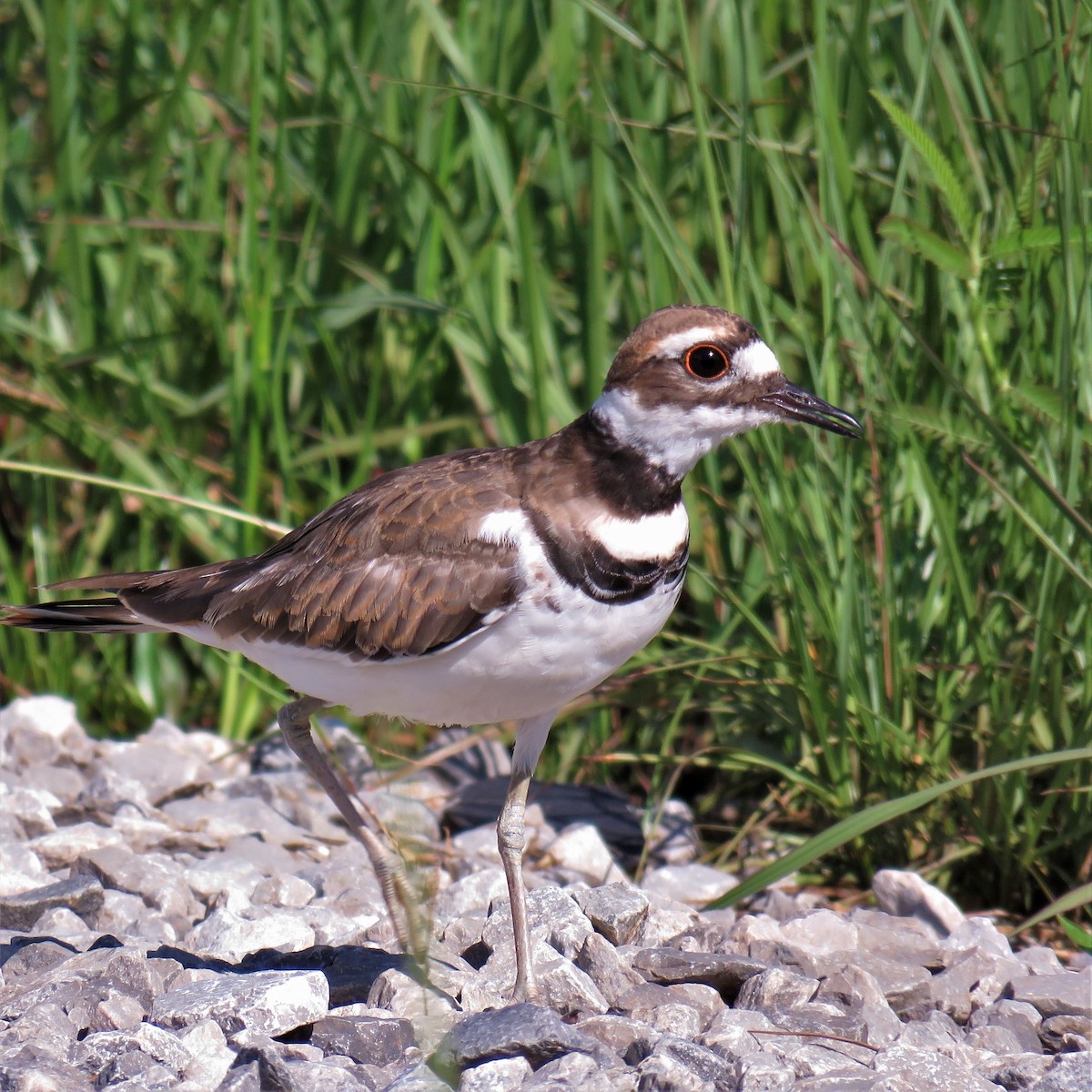 Killdeer - ML469903561