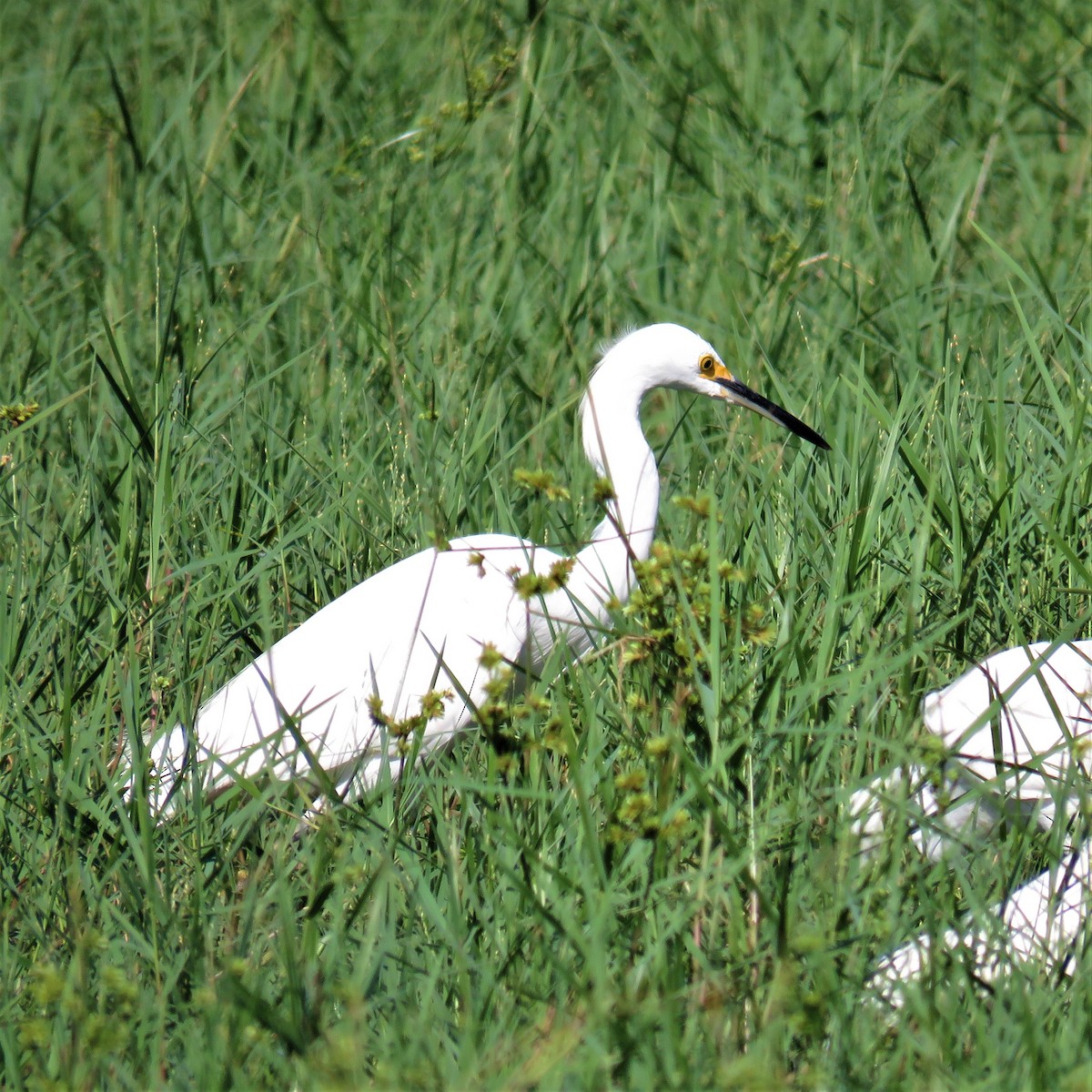 Snowy Egret - ML469903581