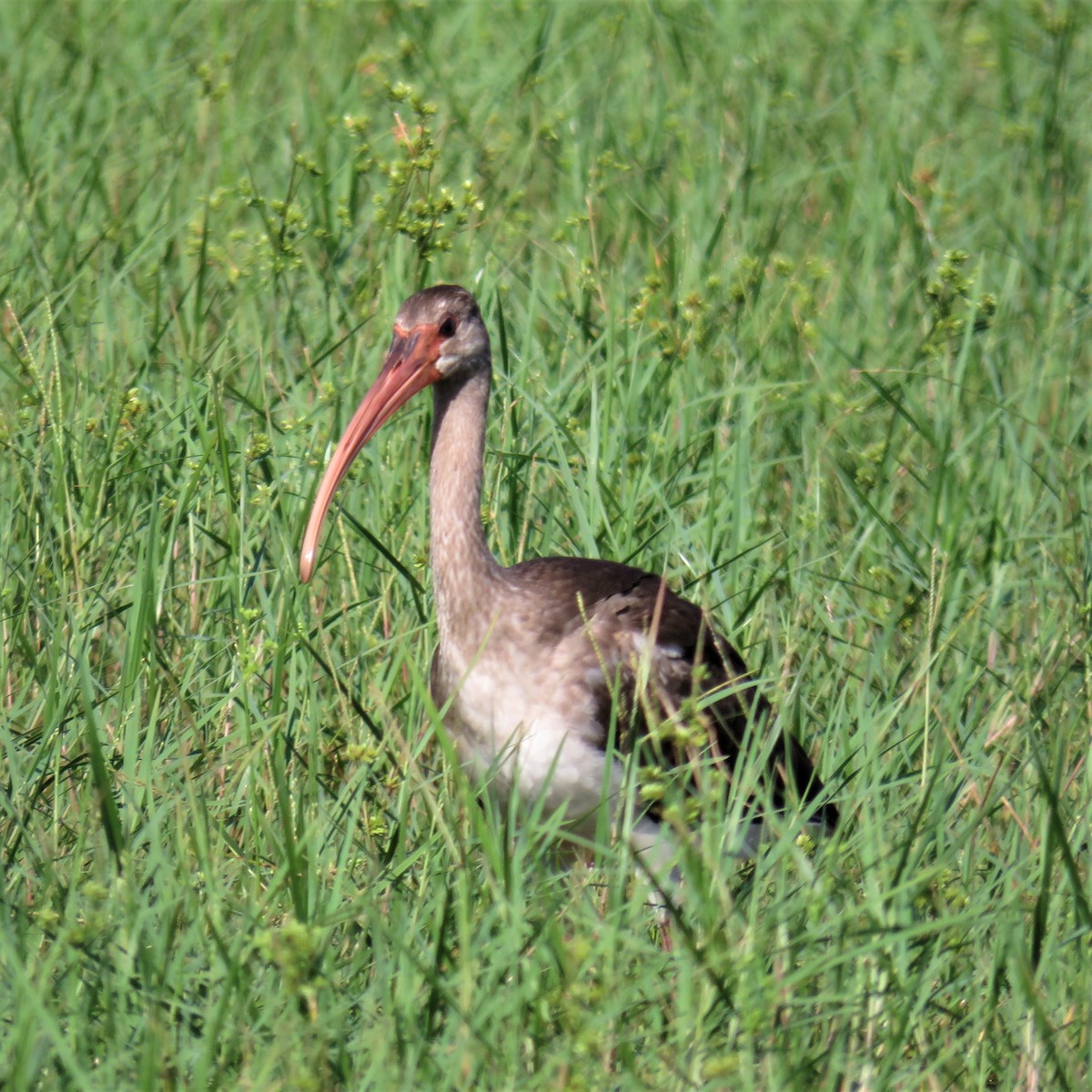 Ibis Blanco - ML469903651