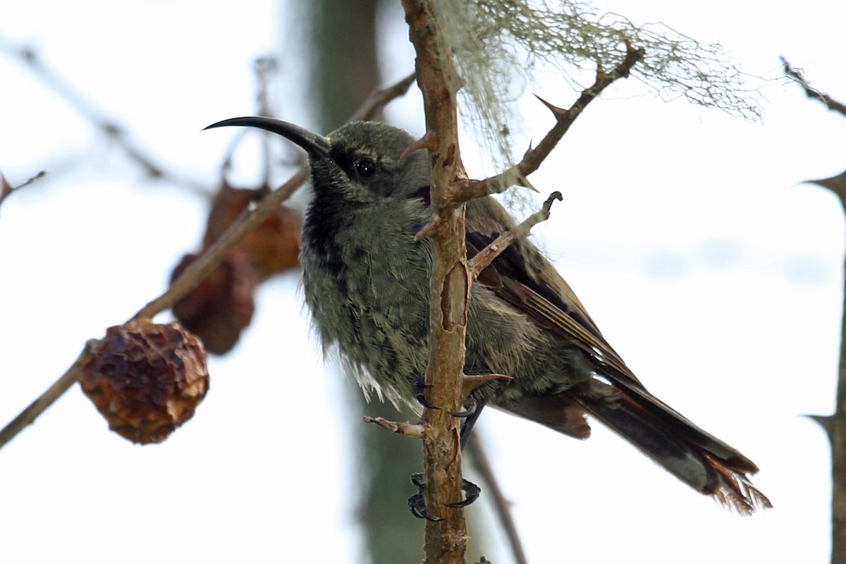 Tacazze Sunbird - Nigel Voaden