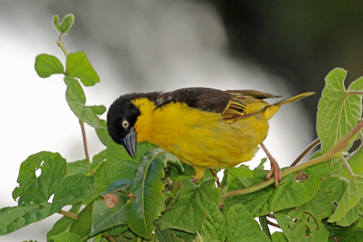 Baglafecht Weaver (Reichenow's) - Nigel Voaden