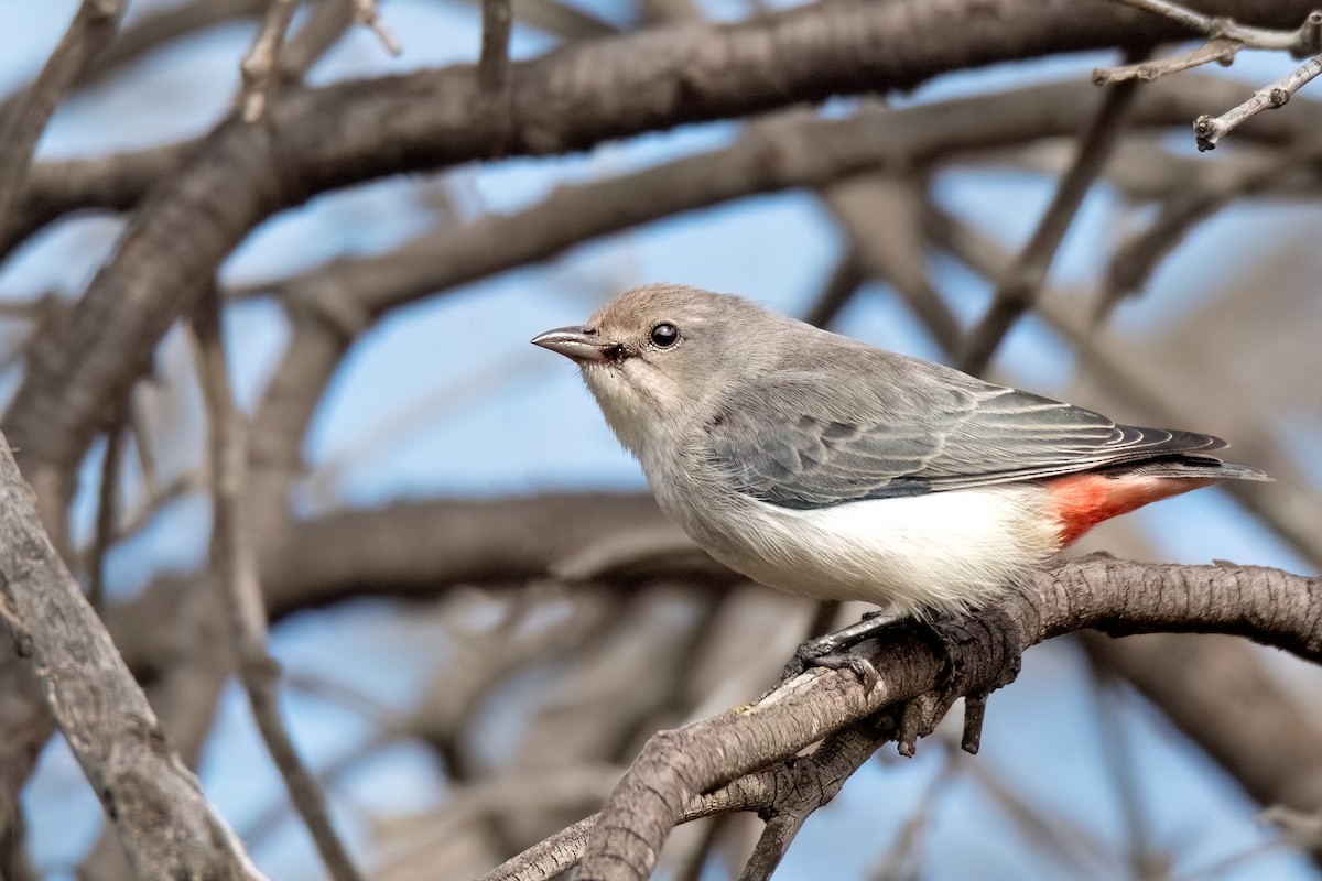 Mistletoebird - ML469905081