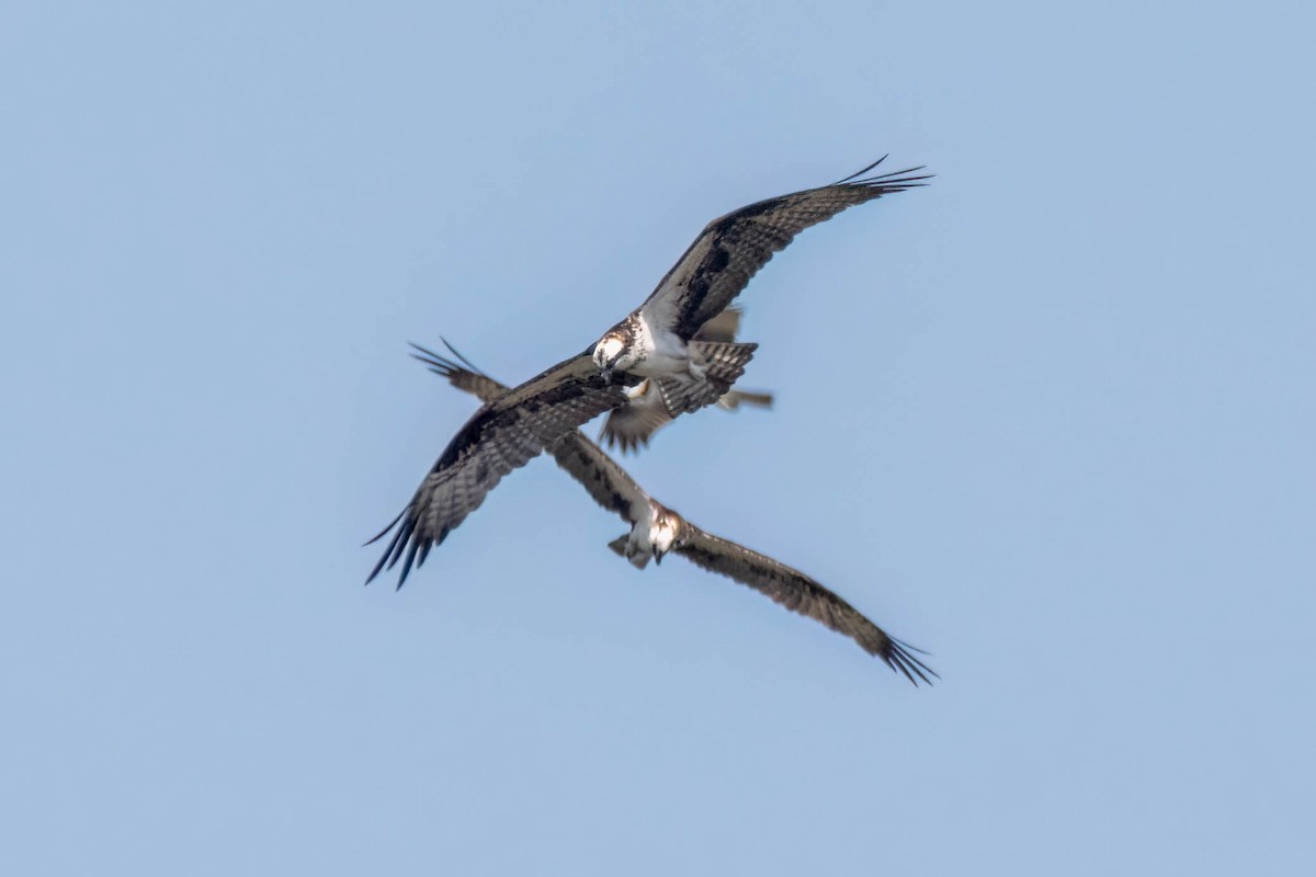 שלך - ML469905181