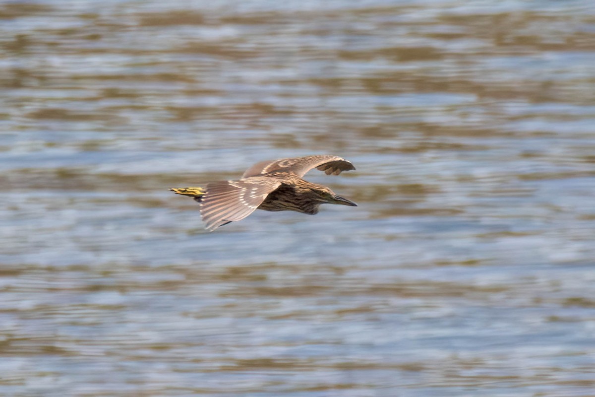אנפת לילה - ML469905191