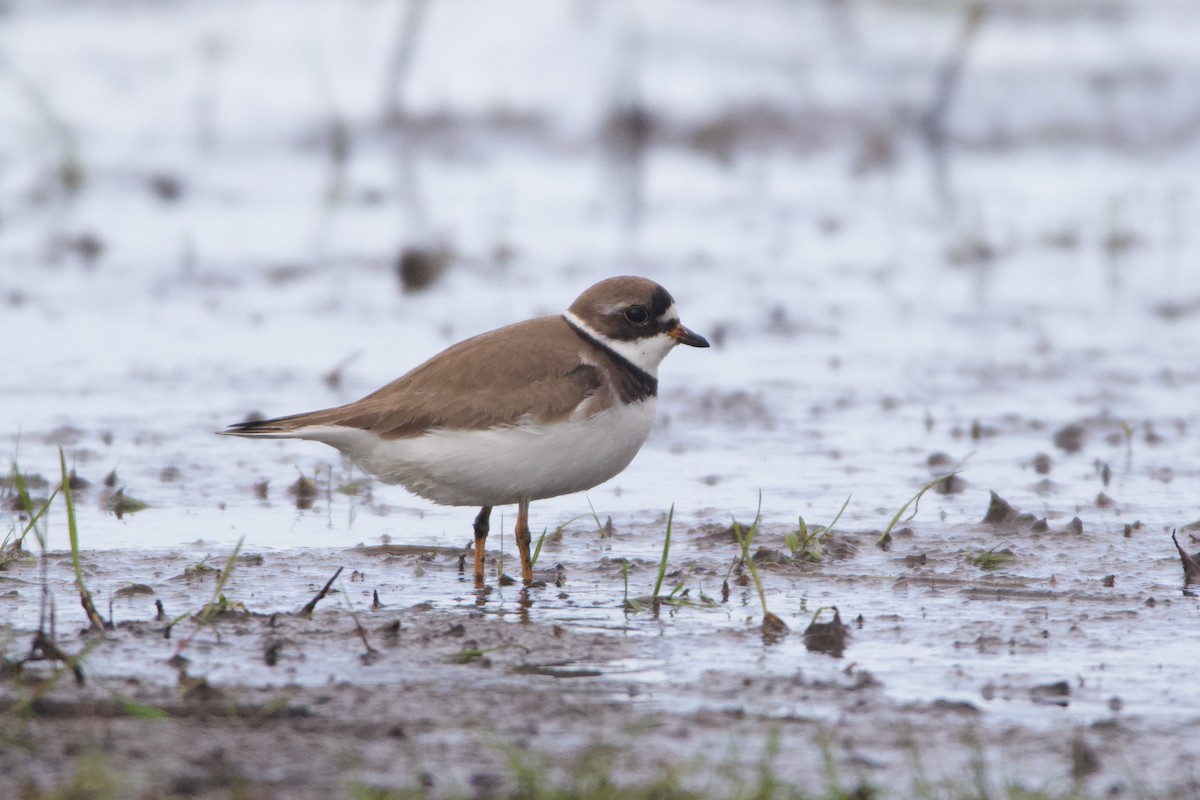 Semipalmated Plover - ML469906441