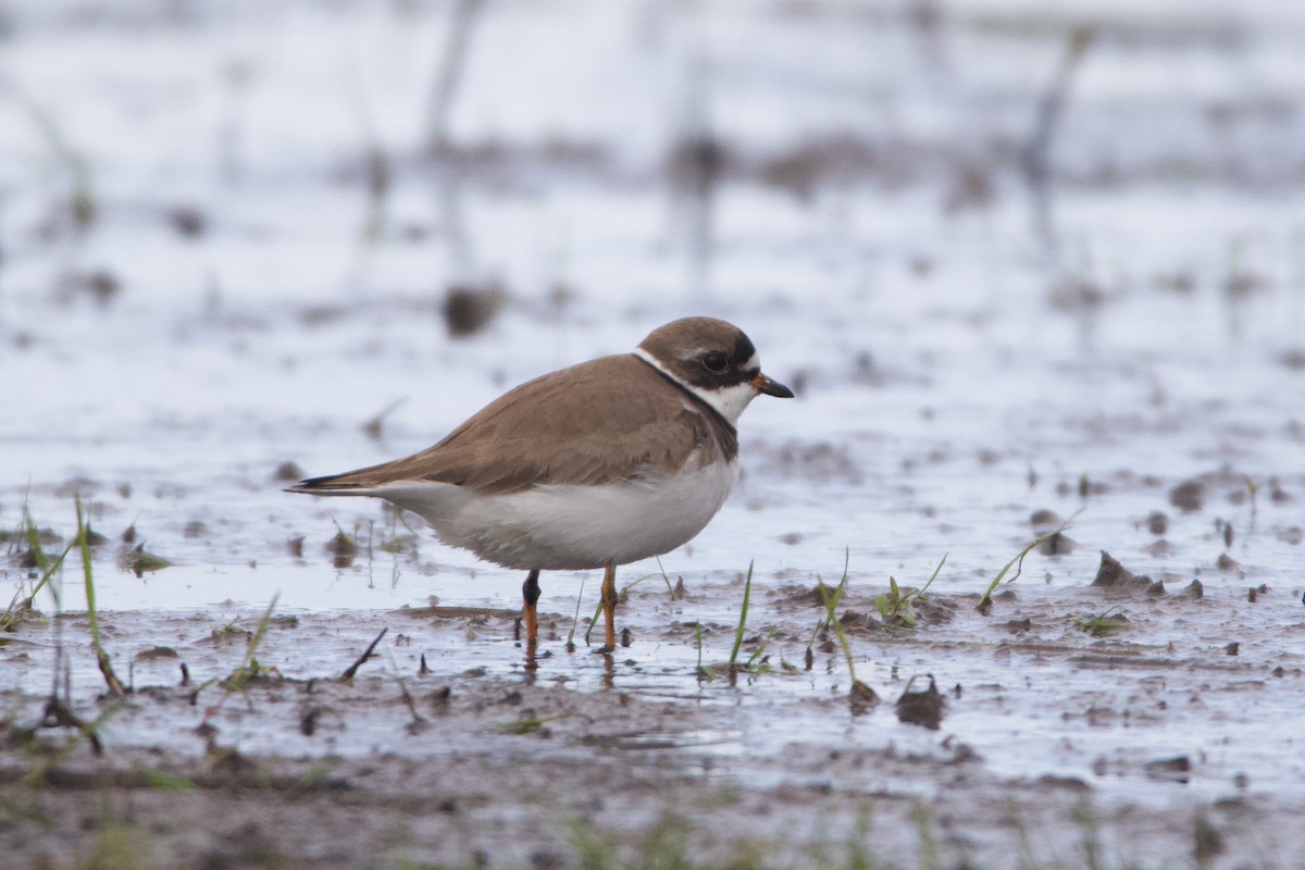 Semipalmated Plover - ML469906461