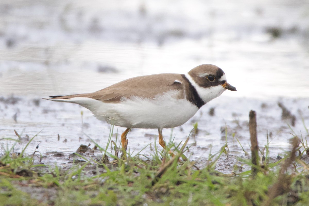 Semipalmated Plover - ML469906471