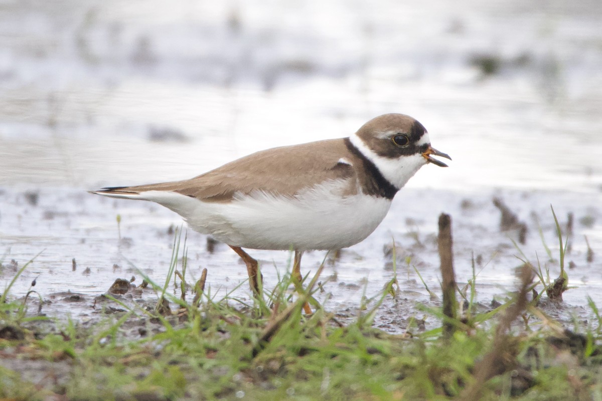 Semipalmated Plover - ML469906481