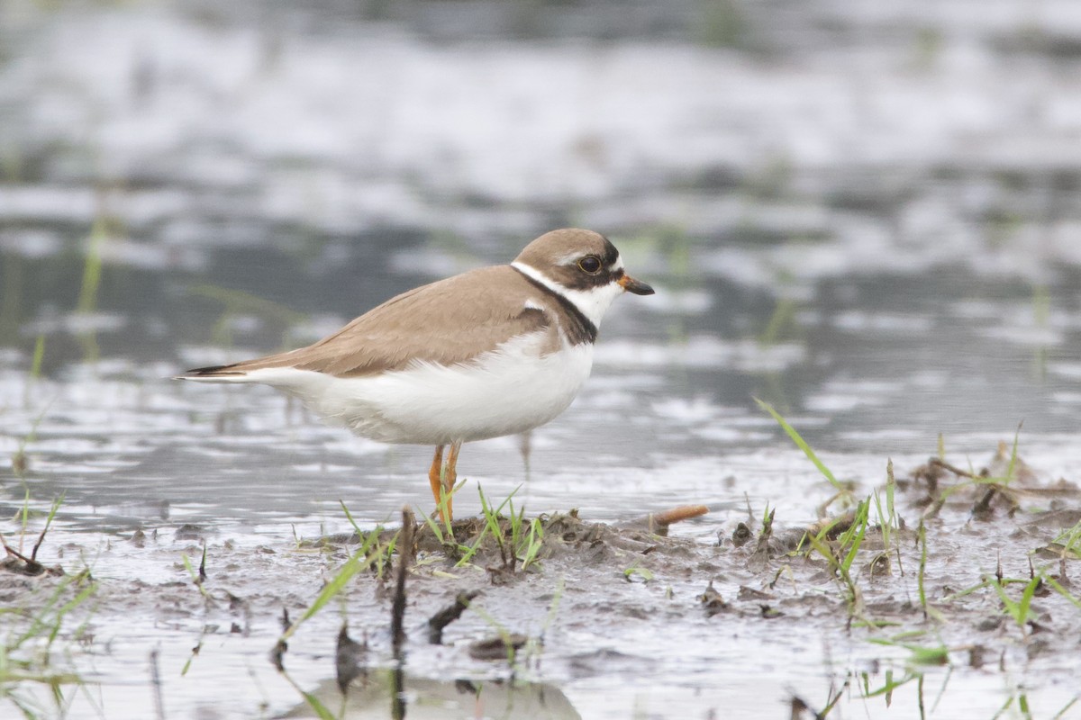 Semipalmated Plover - Liam Ragan