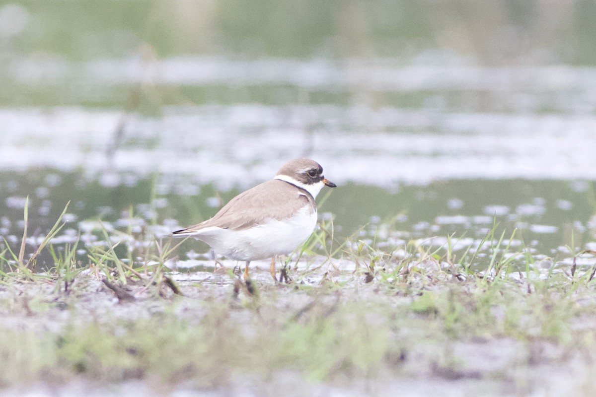 Semipalmated Plover - ML469906501