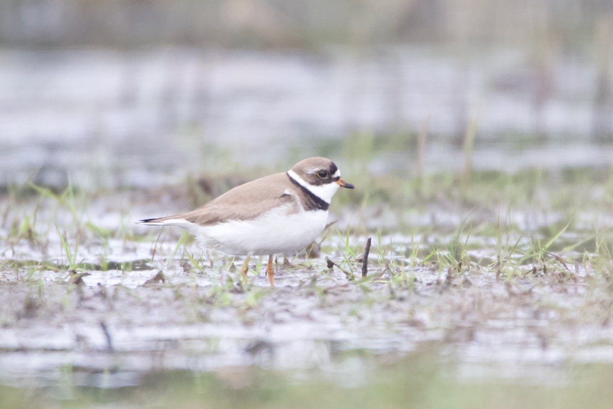 Semipalmated Plover - ML469906511