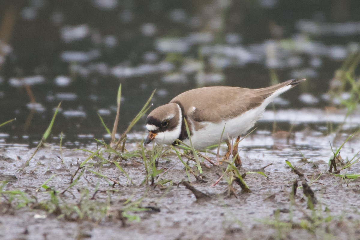 Semipalmated Plover - ML469906521