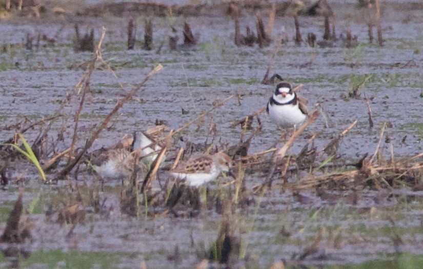 Semipalmated Plover - ML469906531